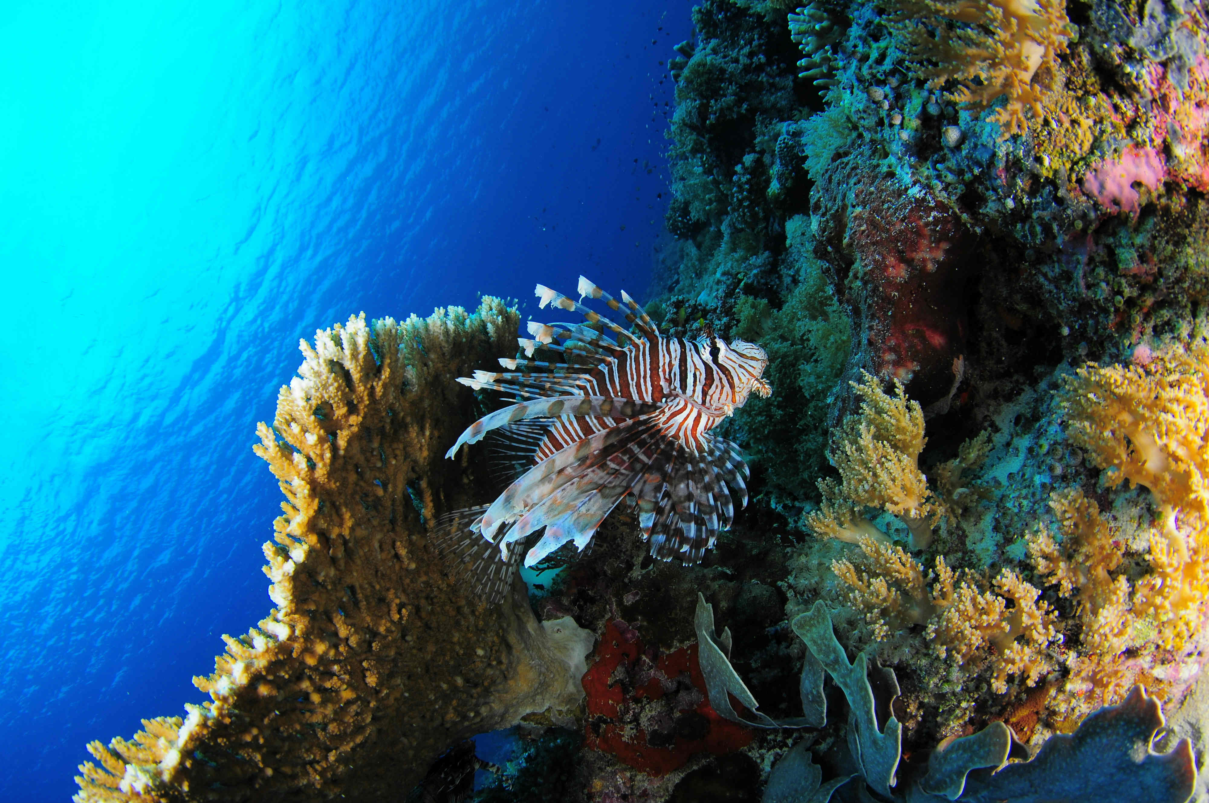 4000x2657 Coral Reef Wallpaper HD, Online wallpaper, HD picture