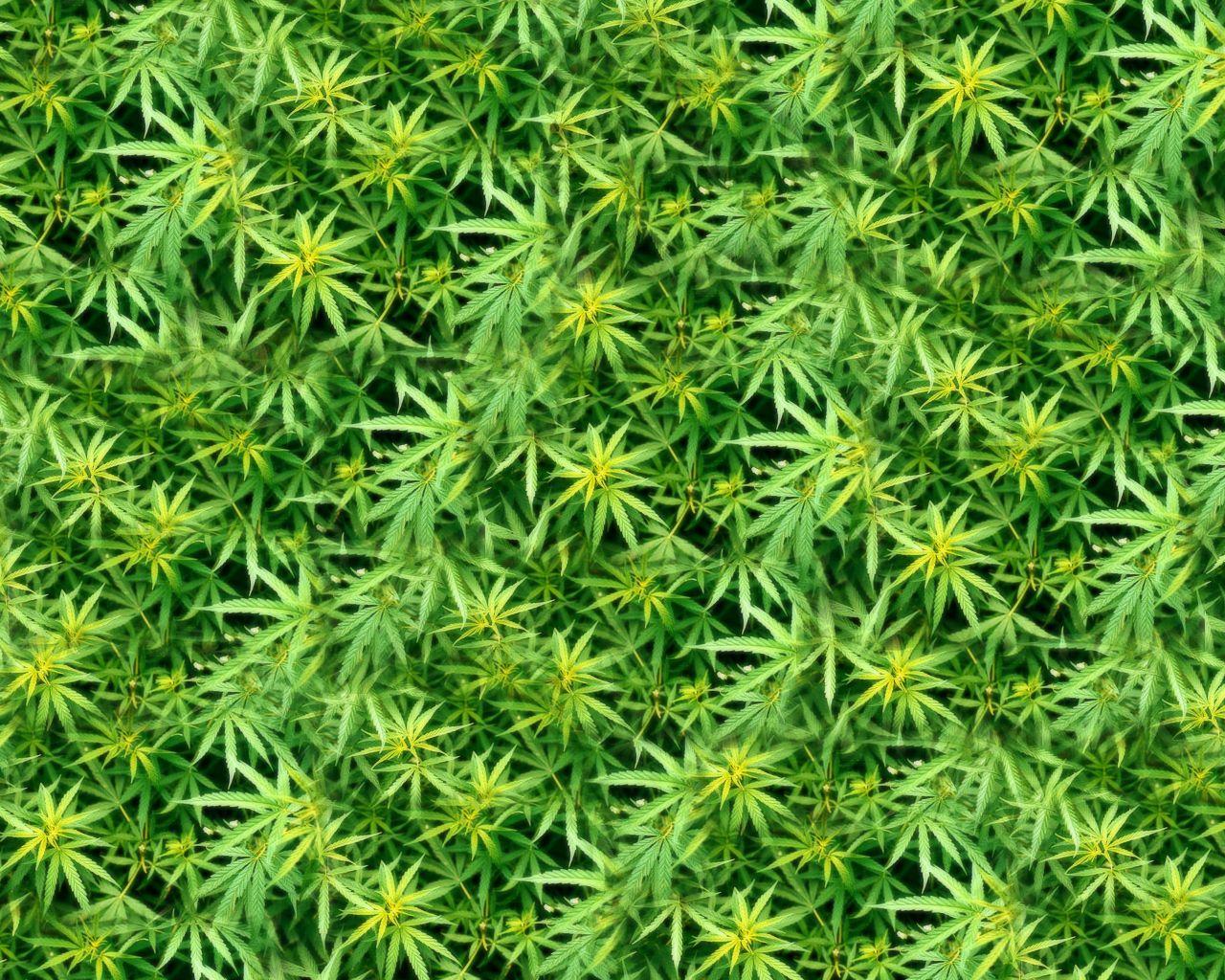 1280x1024 Dank Wallpaper By Club Marijuana