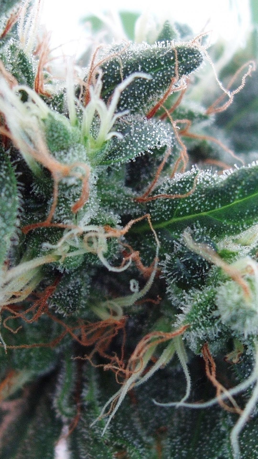 1080x1920 Marijuana pot white widow wallpaper