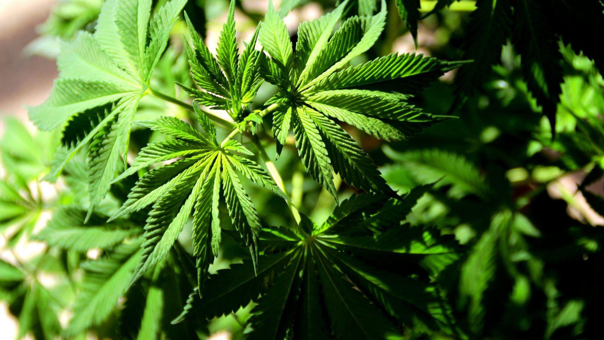1920x1080 Color wallpaper: Pot Leaf Nature Image For Laptop