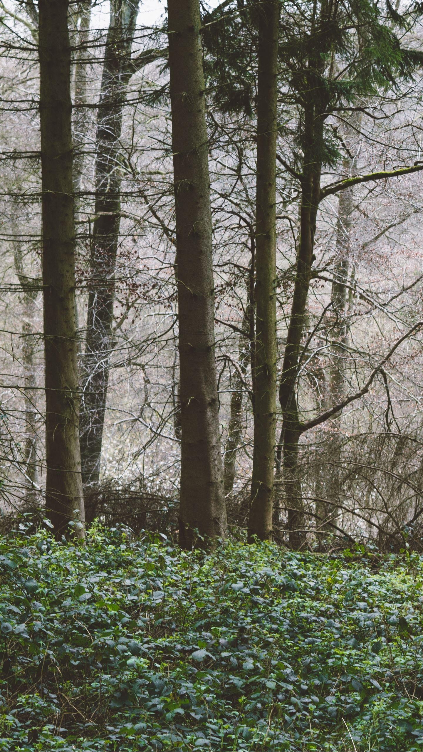 1440x2560 Trees Forest Summer Summery iPhone Android Wallpaper