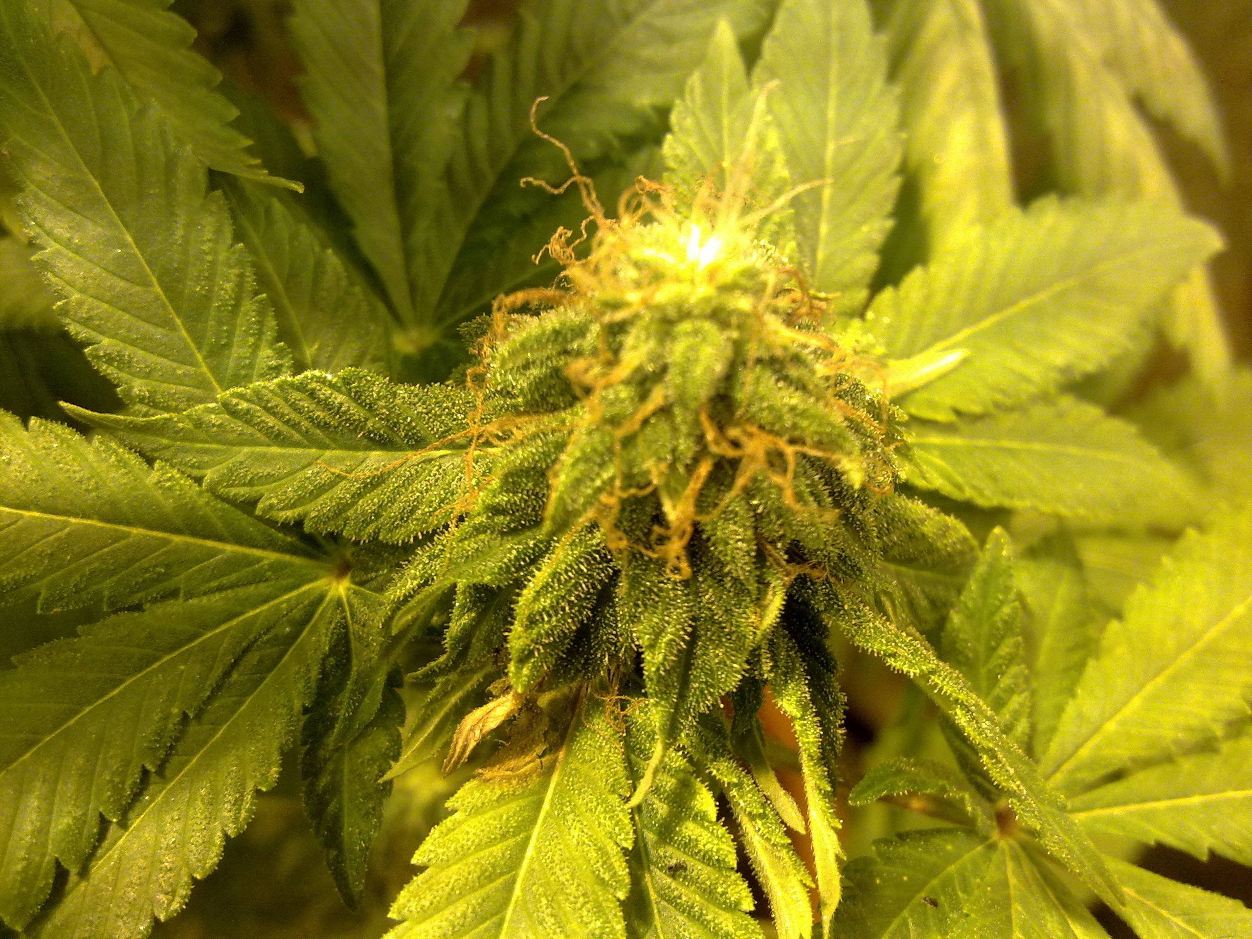 2560x1920 Marijuana Wallpaper