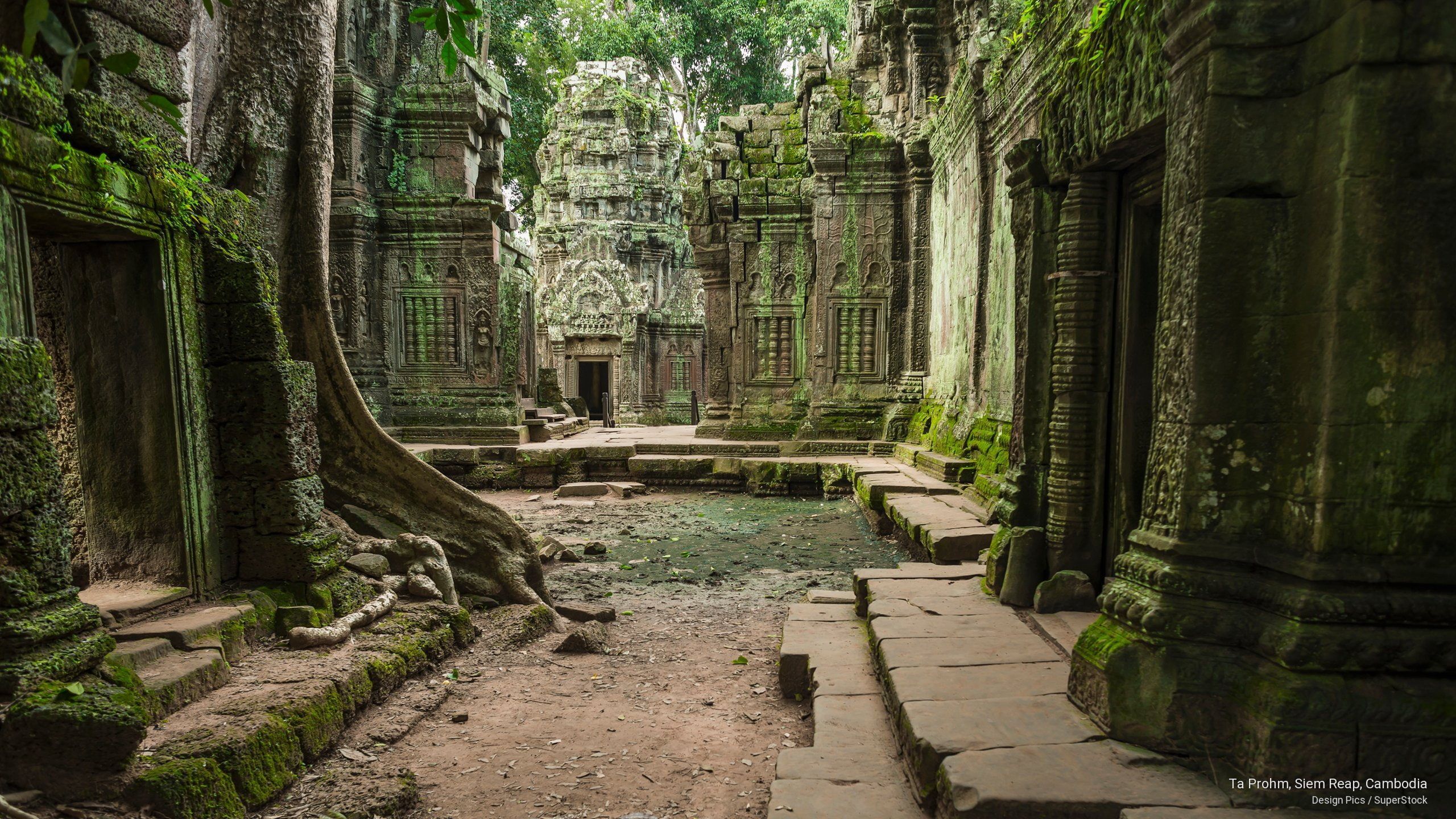 2560x1440 Ta Prohm, Siem Reap, Cambodia #Asia K