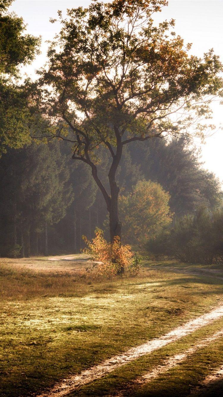 750x1334 Wallpaper Summer, forest, road, trees, morning, fog