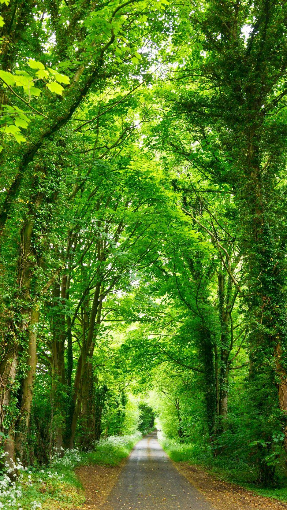 938x1668 landscape summer path wallpaper Gallery