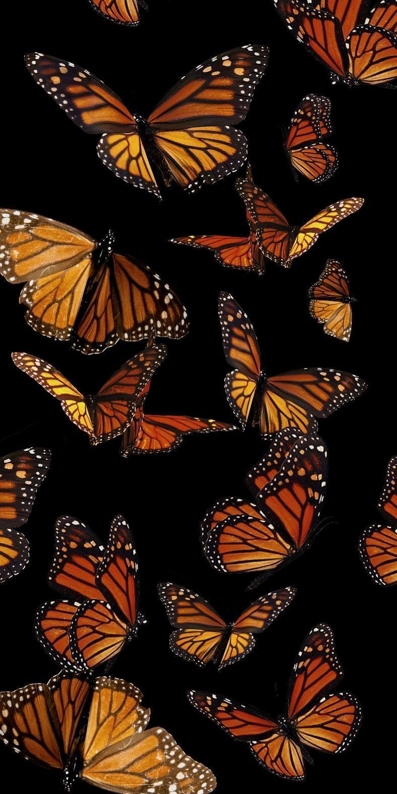 788x1575 Monarch butterflies. Butterfly