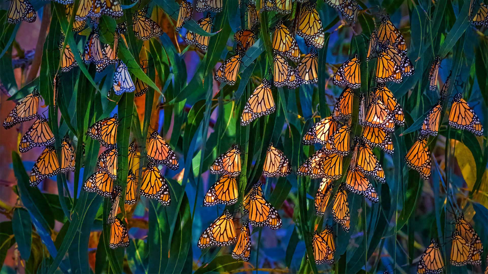 1920x1080 Monarch butterflies, Pismo Beach