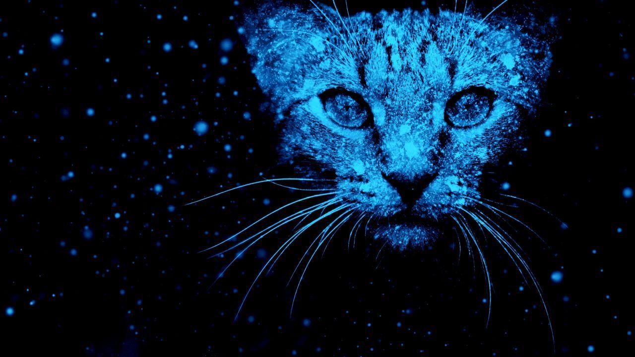 1280x720 Con mèo hình nền, Tuyết, Màu xanh neon, độ phân giải cao, Đồ họa sáng tạo