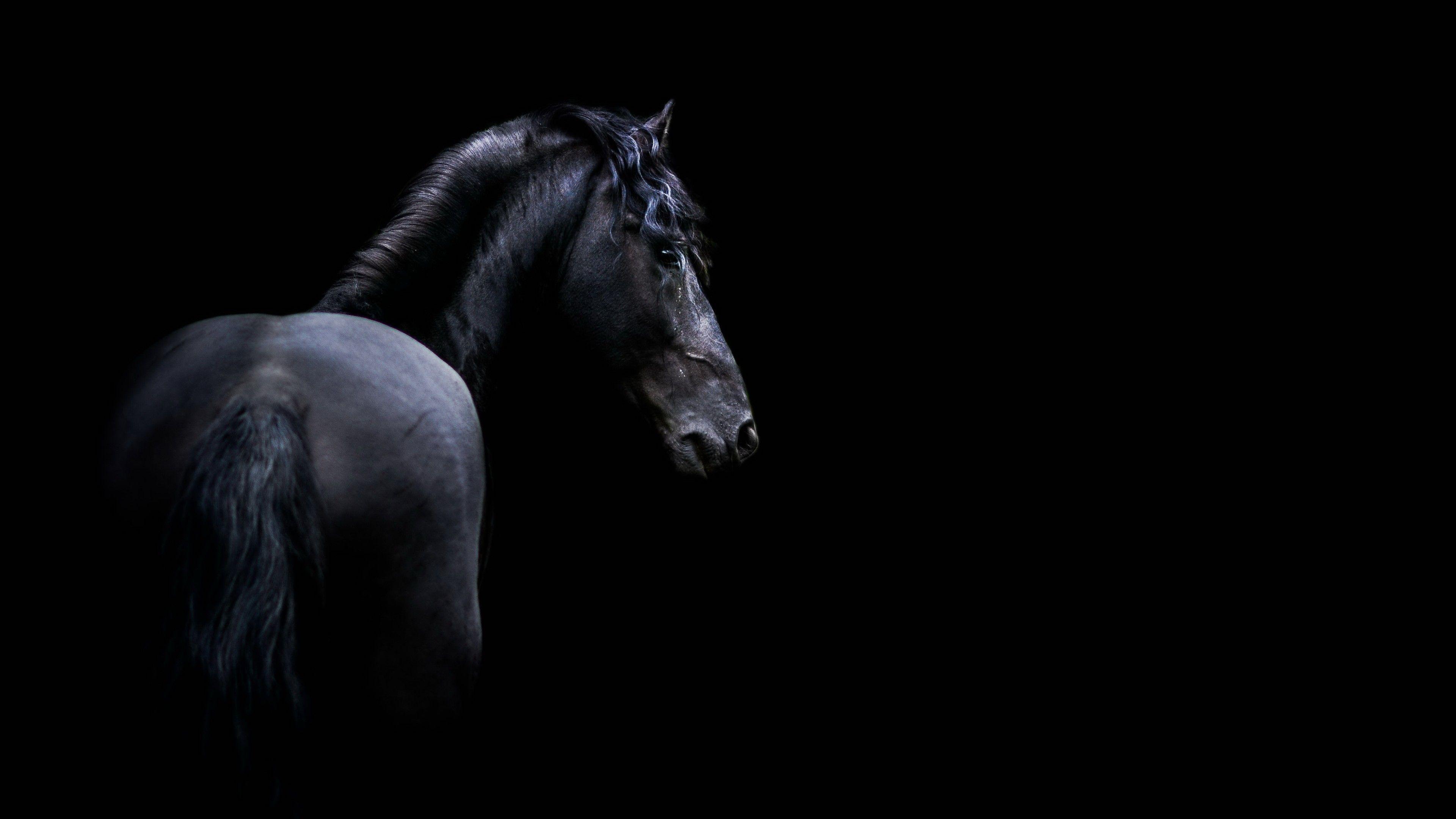 Black and White Horse Wallpapers Top Free Black and White Horse