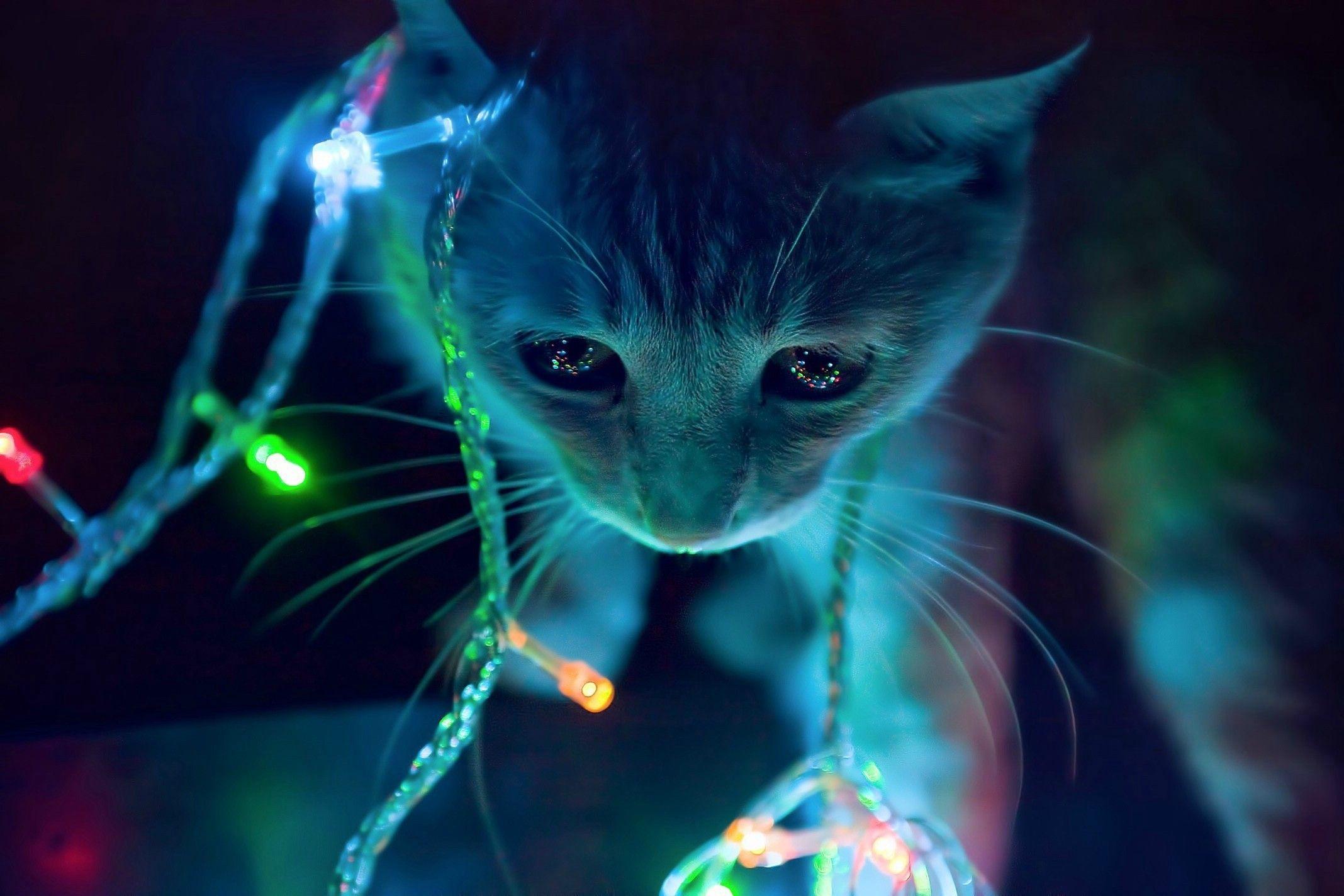 Neon Cat Wallpapers - Top Free Neon Cat Backgrounds - WallpaperAccess