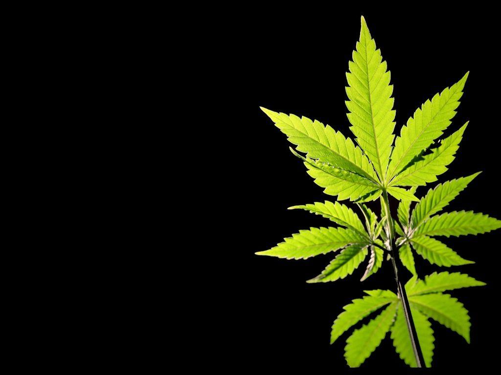 1024x768 wallpaper: Wallpaper Cannabis