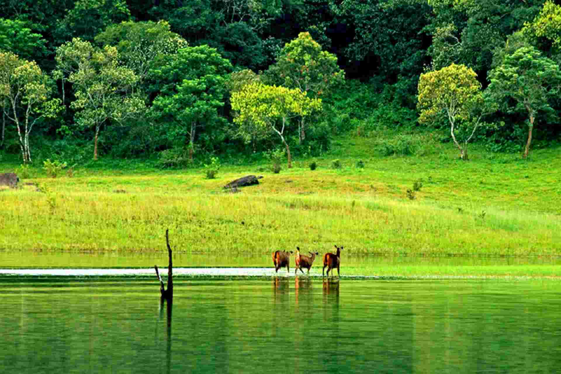 1920x1280 Thekkady Wallpaper