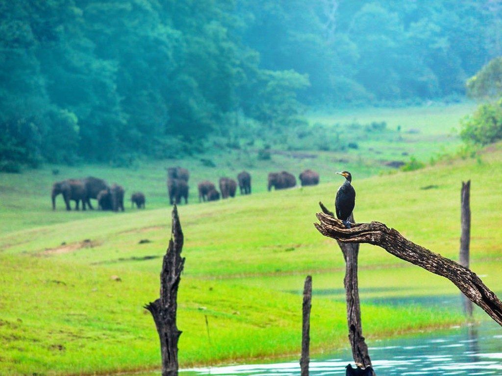 Thekkady Wallpapers - Top Free Thekkady Backgrounds - WallpaperAccess