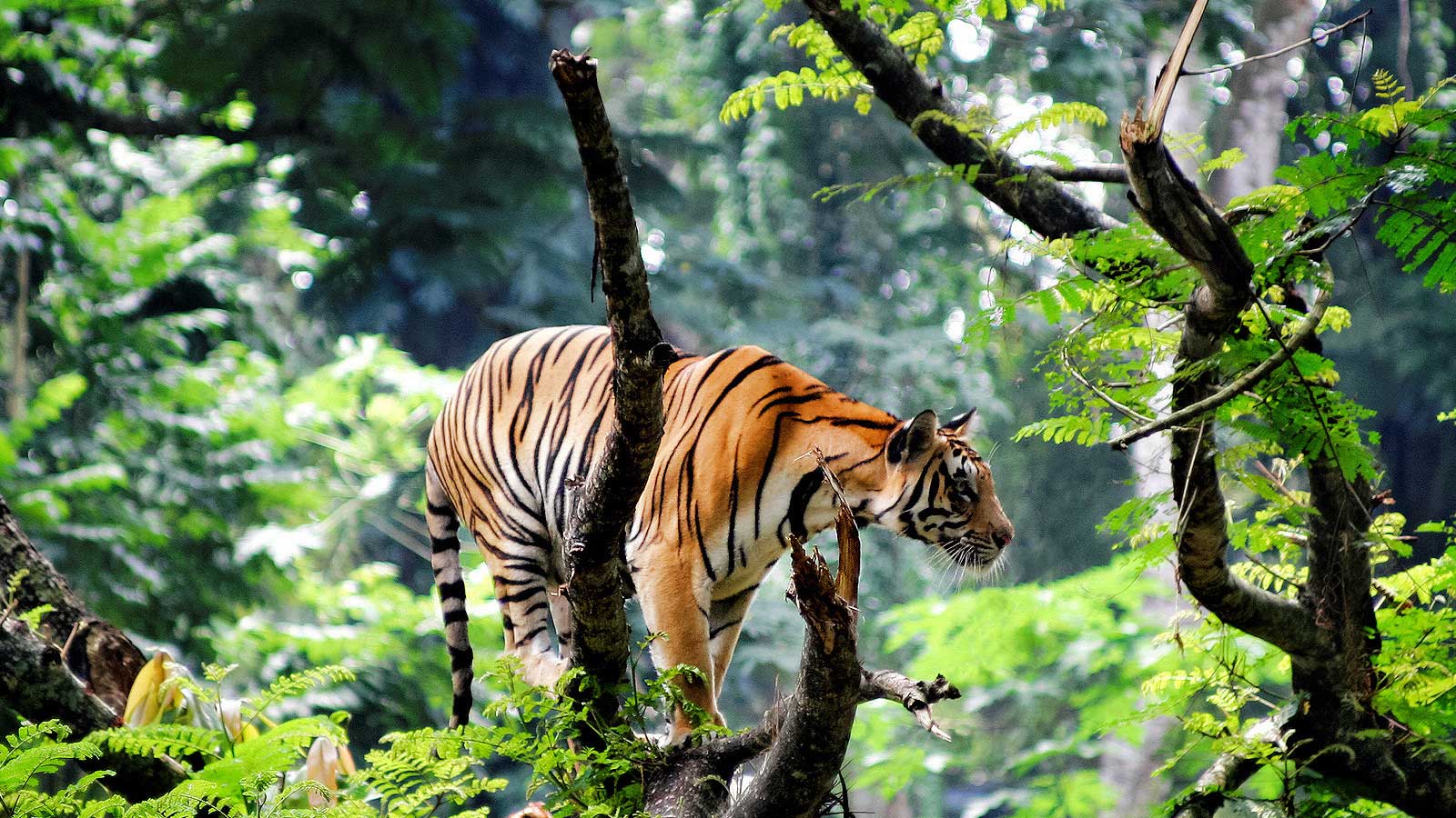 1600x900 Tourism Attractions, Thekkady, kerala