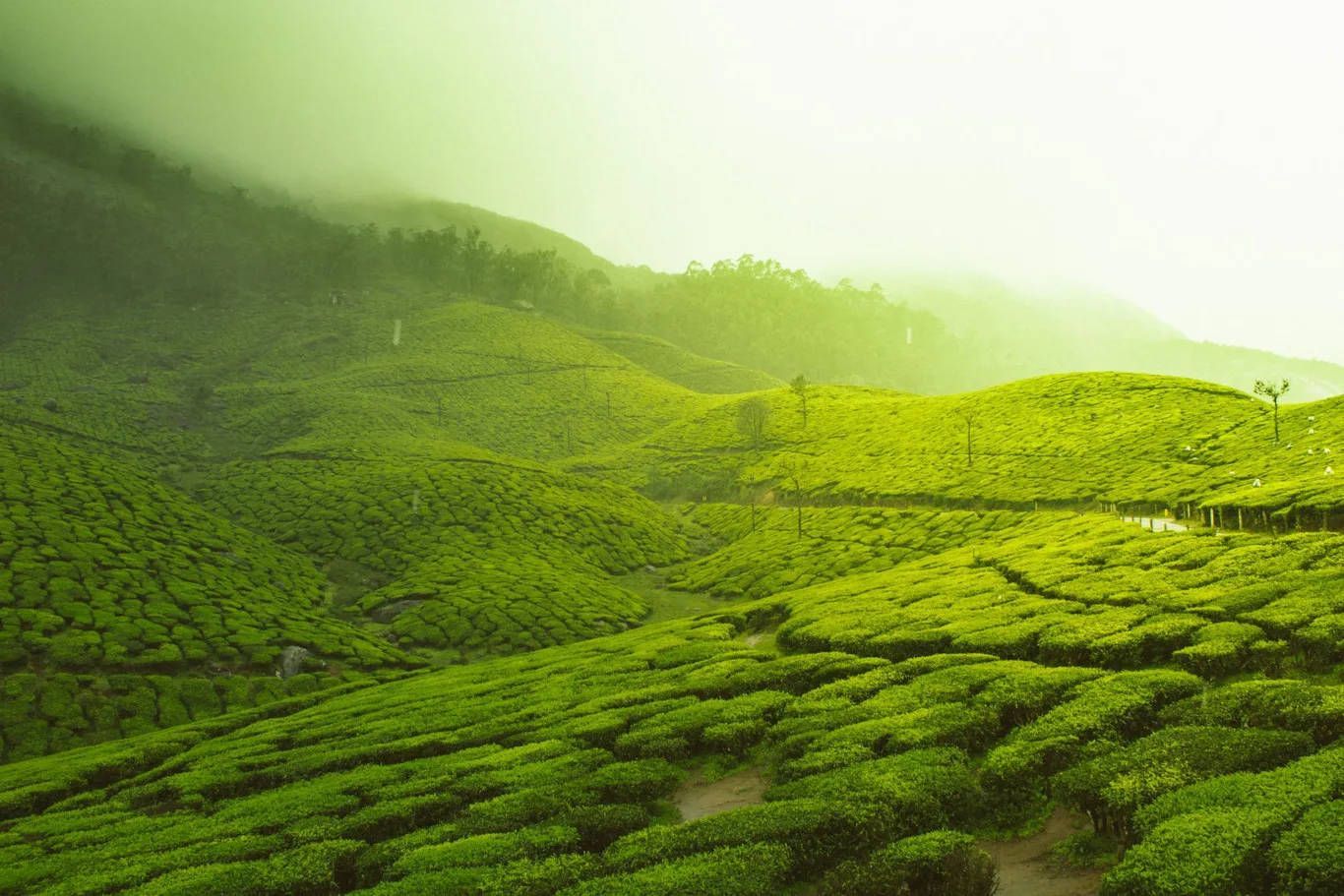 Thekkady Wallpapers - Top Free Thekkady Backgrounds - WallpaperAccess