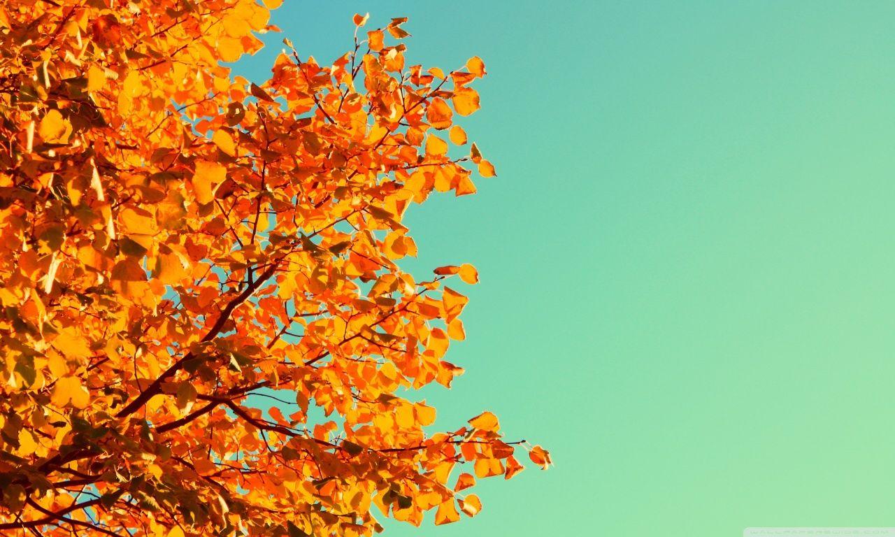 1280x768 Autumn Colors ❤ 4K HD Desktop Wallpaper for 4K Ultra HD TV