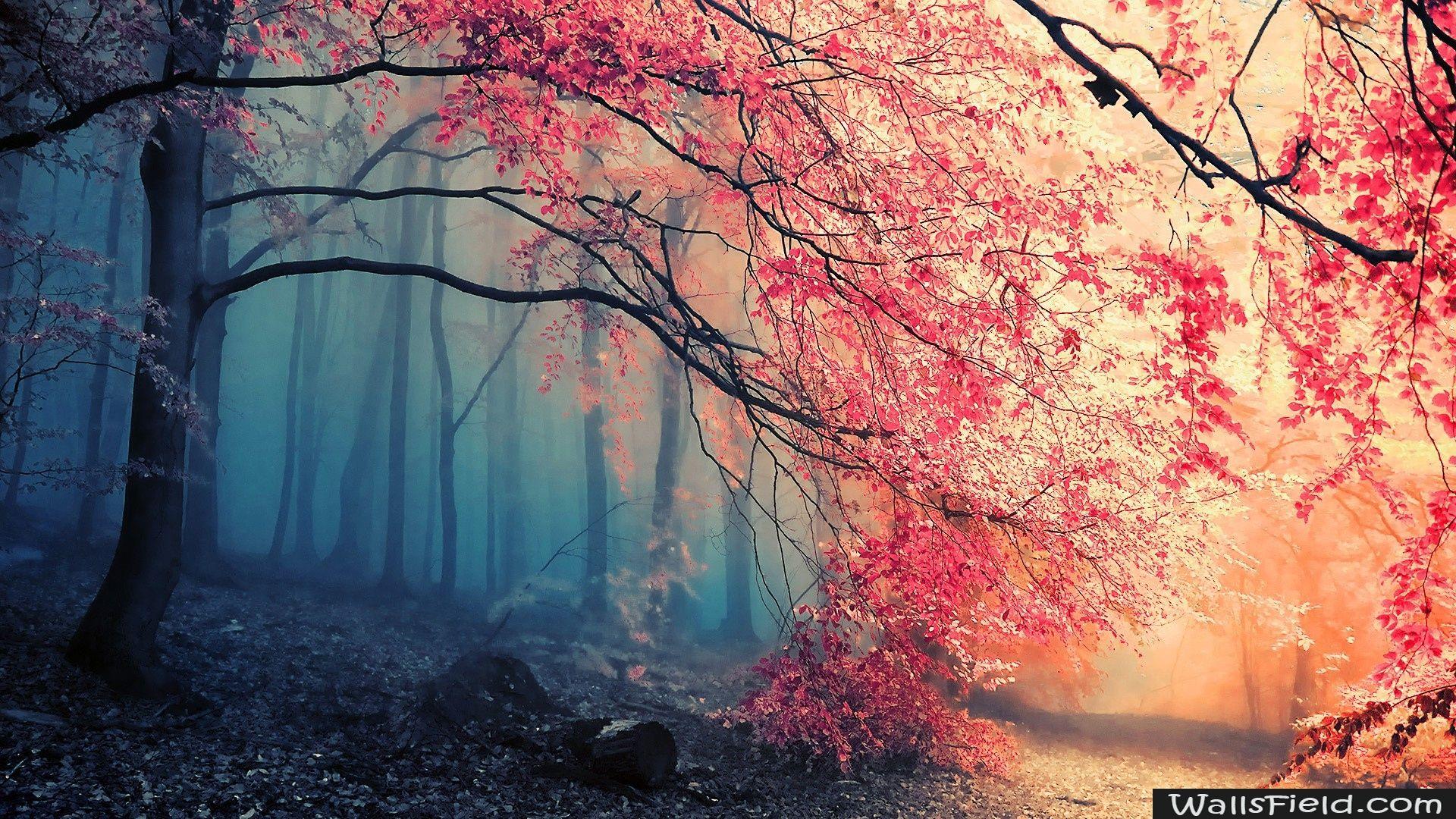 1920x1080 Forest Fall Colors.com. Free HD Wallpaper