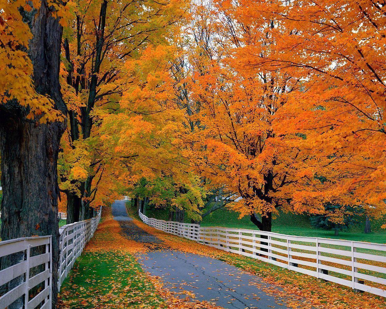 1280x1024 Fall Foliage Wallpaper For Desktop