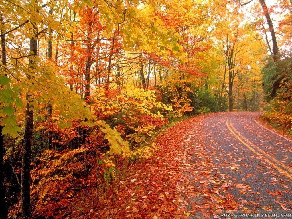 1024x768 Fall Colors Wallpaper Crazy Frankenstein Desktop Background