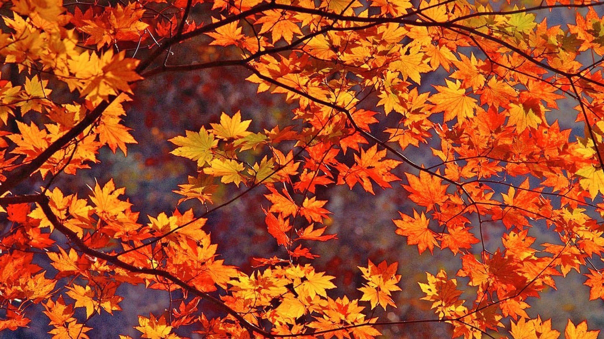 1920x1080 Free Download New Fall Colors Image