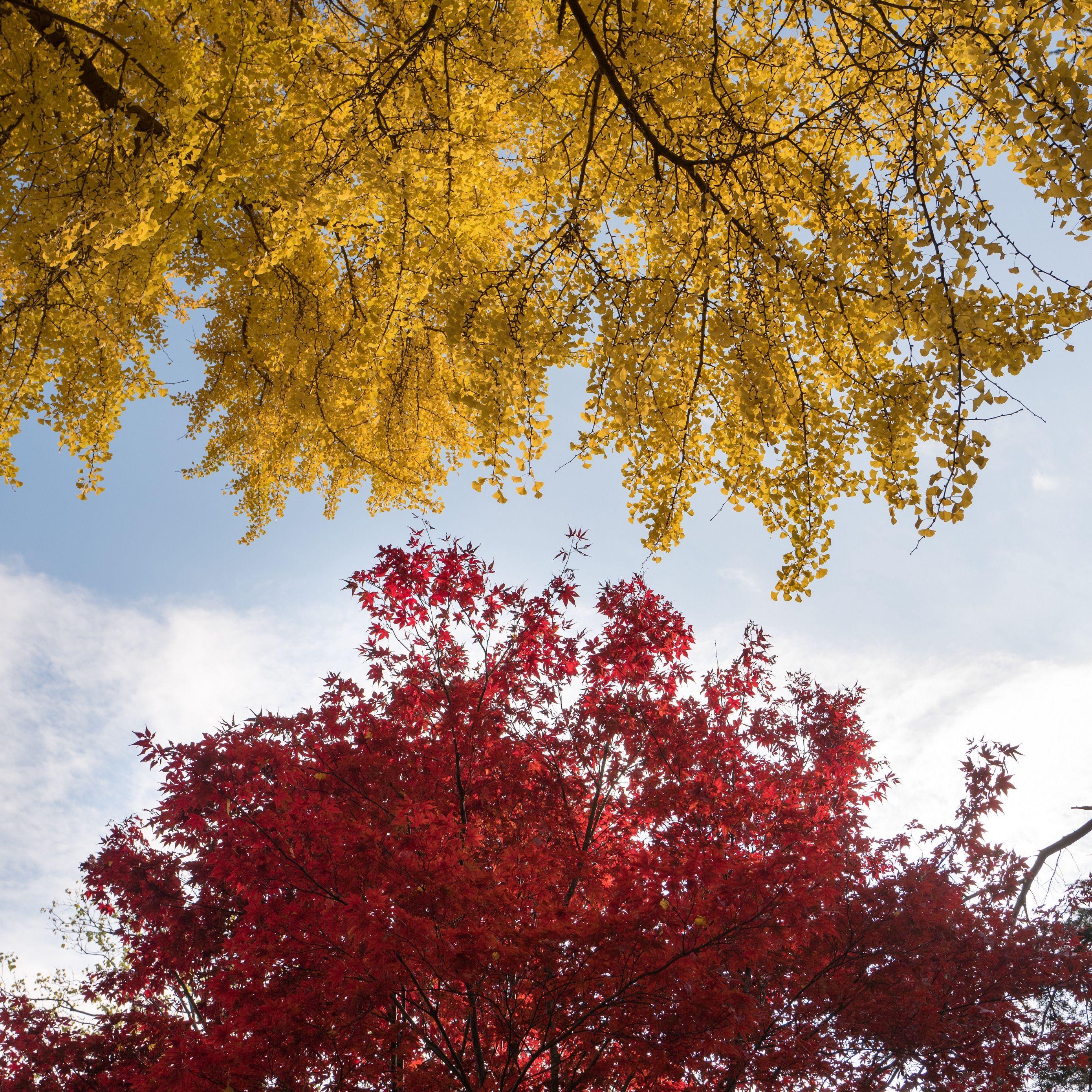 2780x2780 Fall Colorful Trees Wallpaper