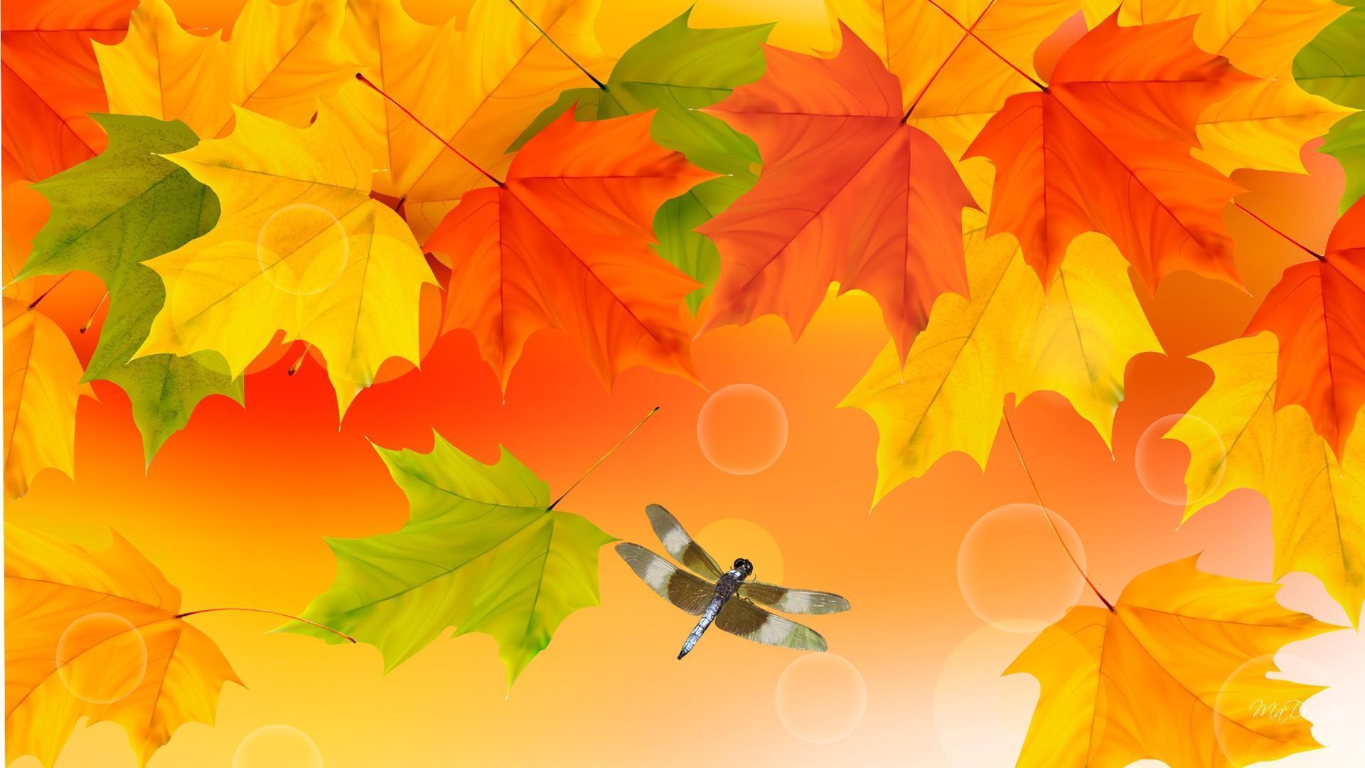 1920x1080 Brightness Of Fall Colors HD desktop wallpaper : Widescreen