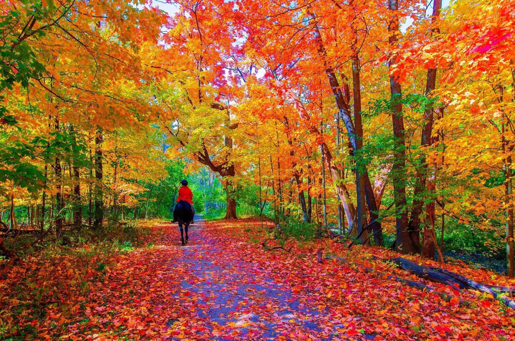2048x1357 HD Fall Colours Wallpaper