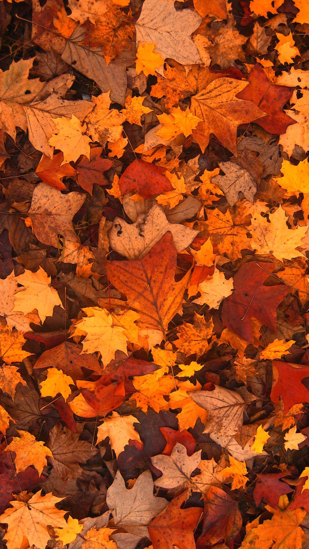 1080x1920 Fall Leaf Wallpaper