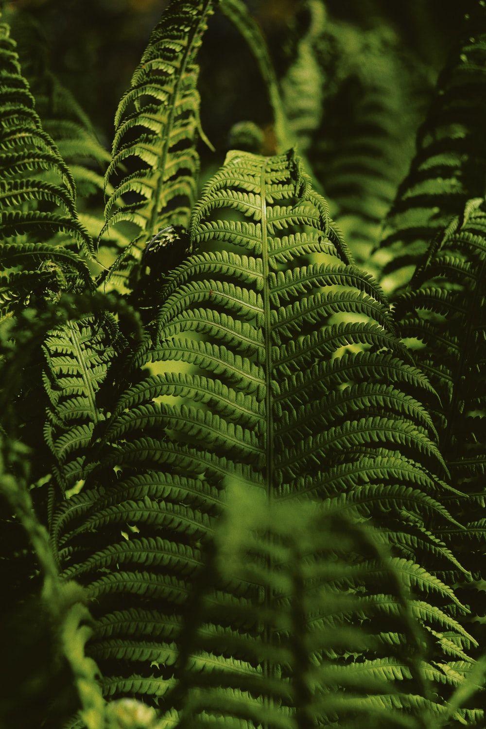 1000x1500 Vsco Fern Picture. Download Free Image