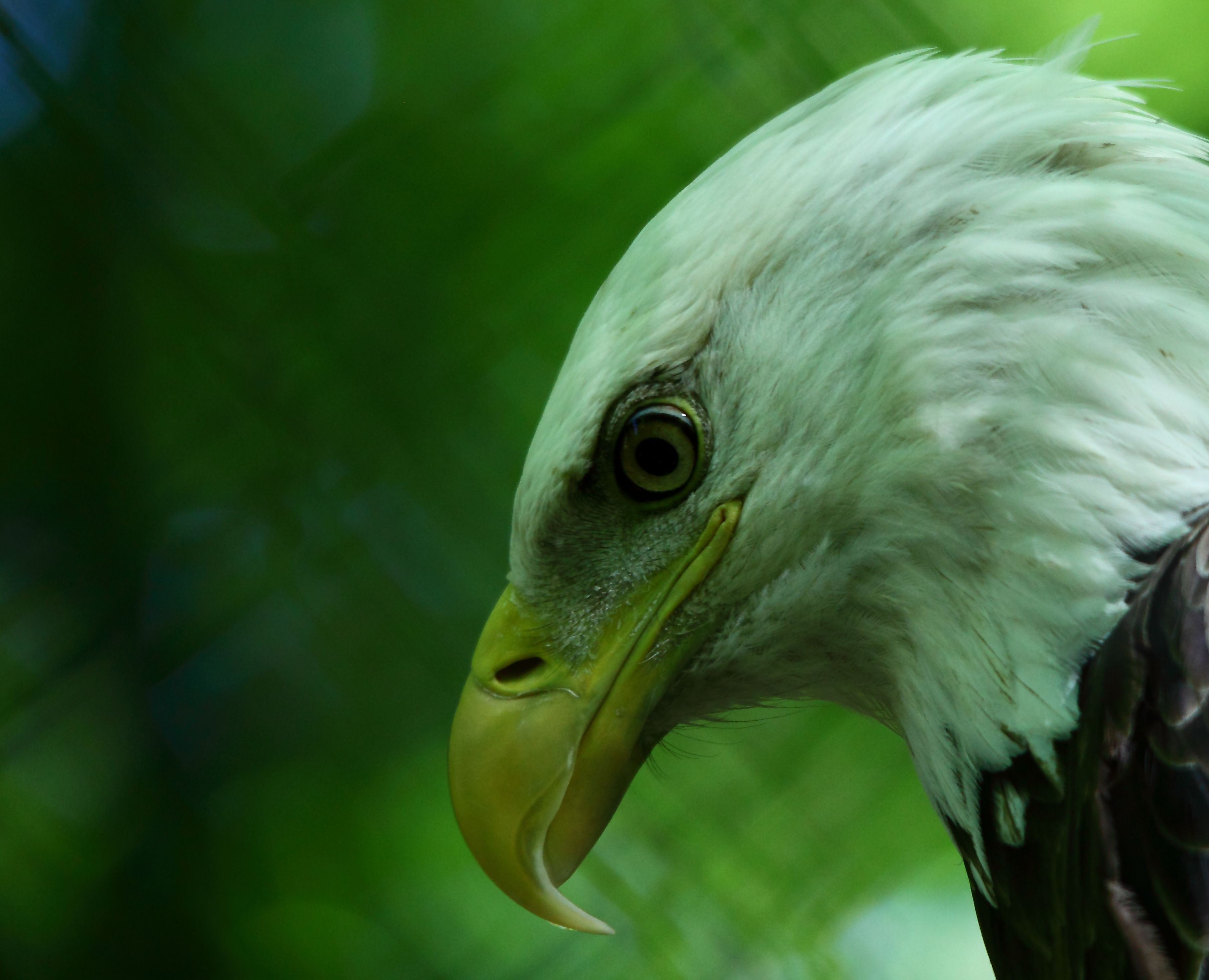 3619x2936 Animal Eagle HD Wallpaper