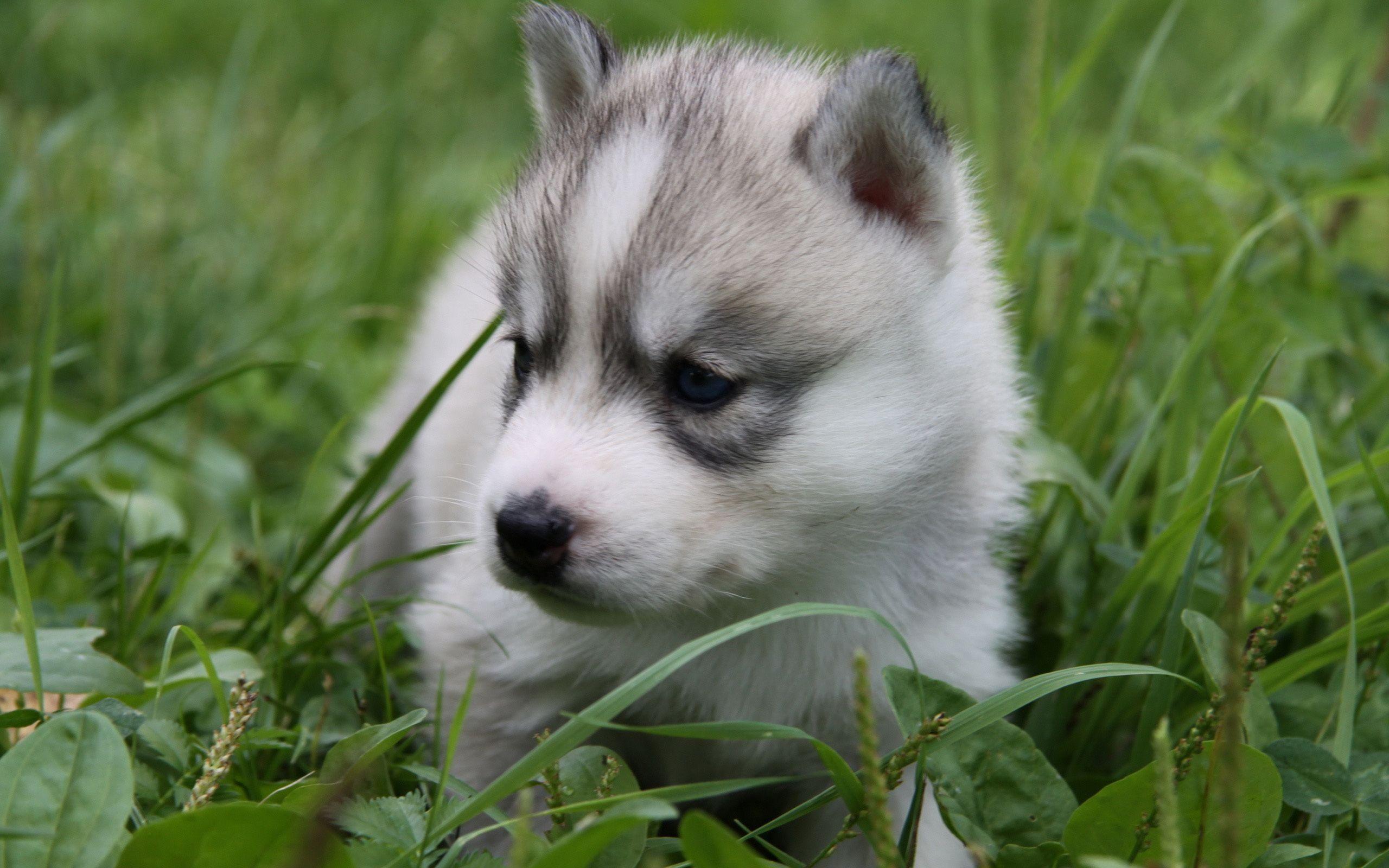 2560x1600 Siberian Wolf Wallpaper
