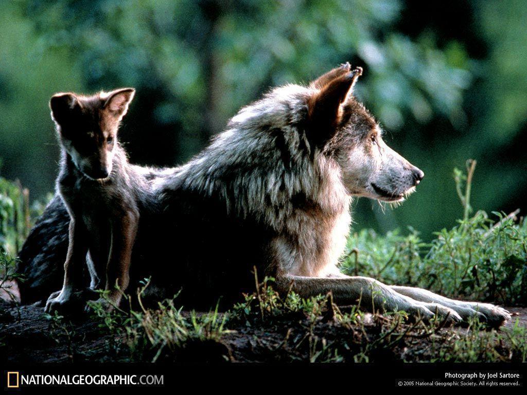 1024x768 Baby Wolf Wallpaper