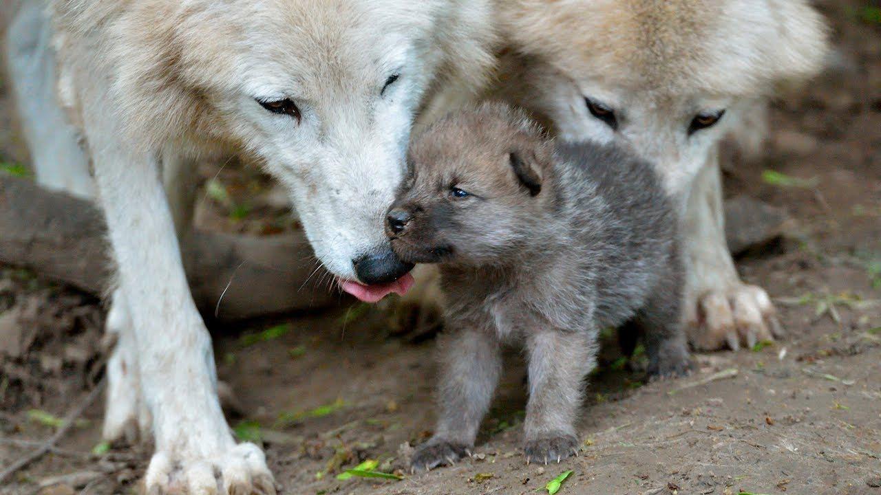 1280x720 Cute Baby Wolf Puppies Take First Steps