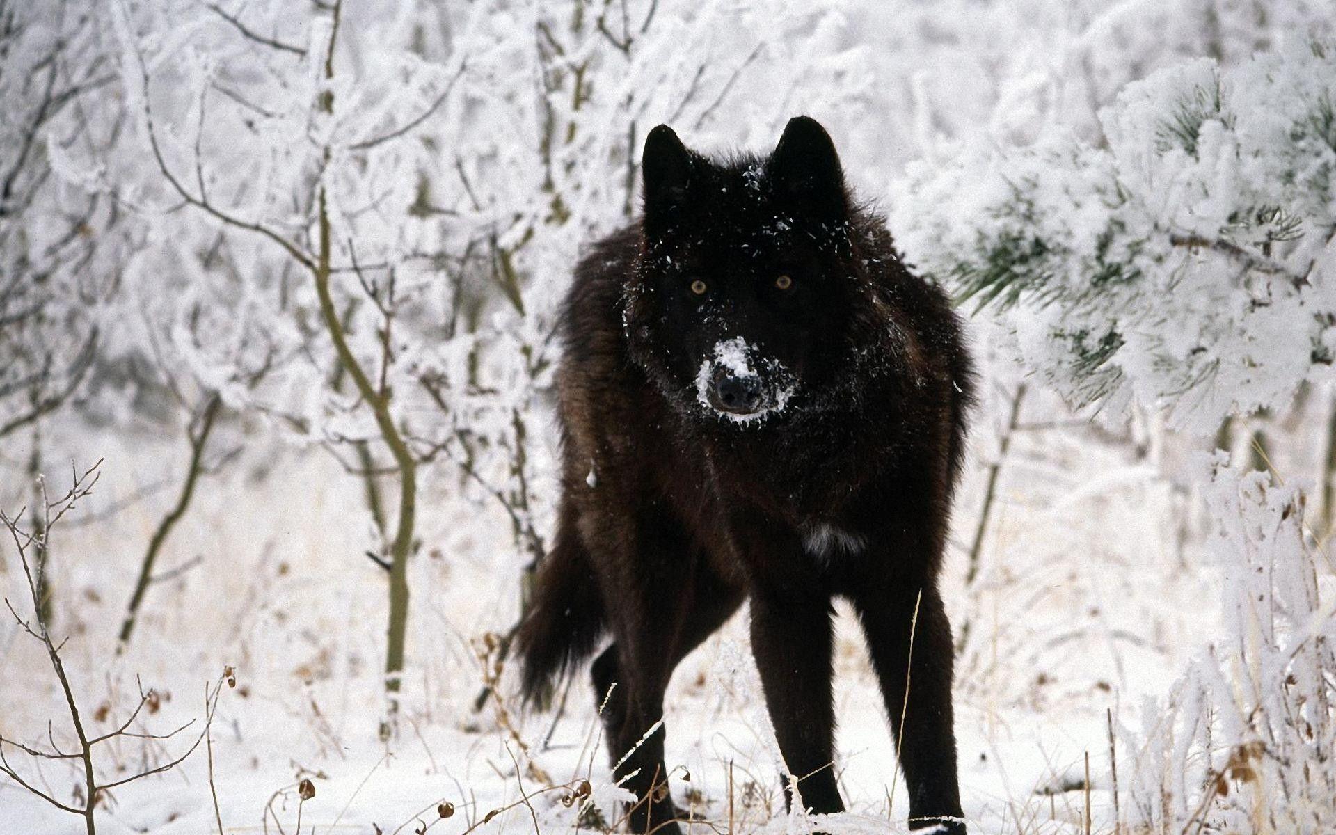 1920x1200 Black Werewolf Wallpaper