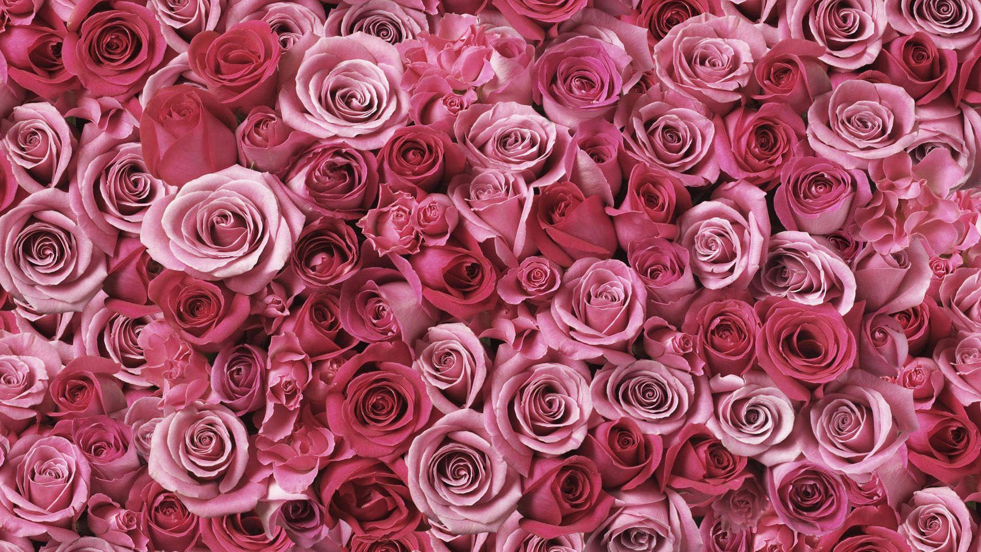 1920x1080 Rose Flower Artwork Wallpaper