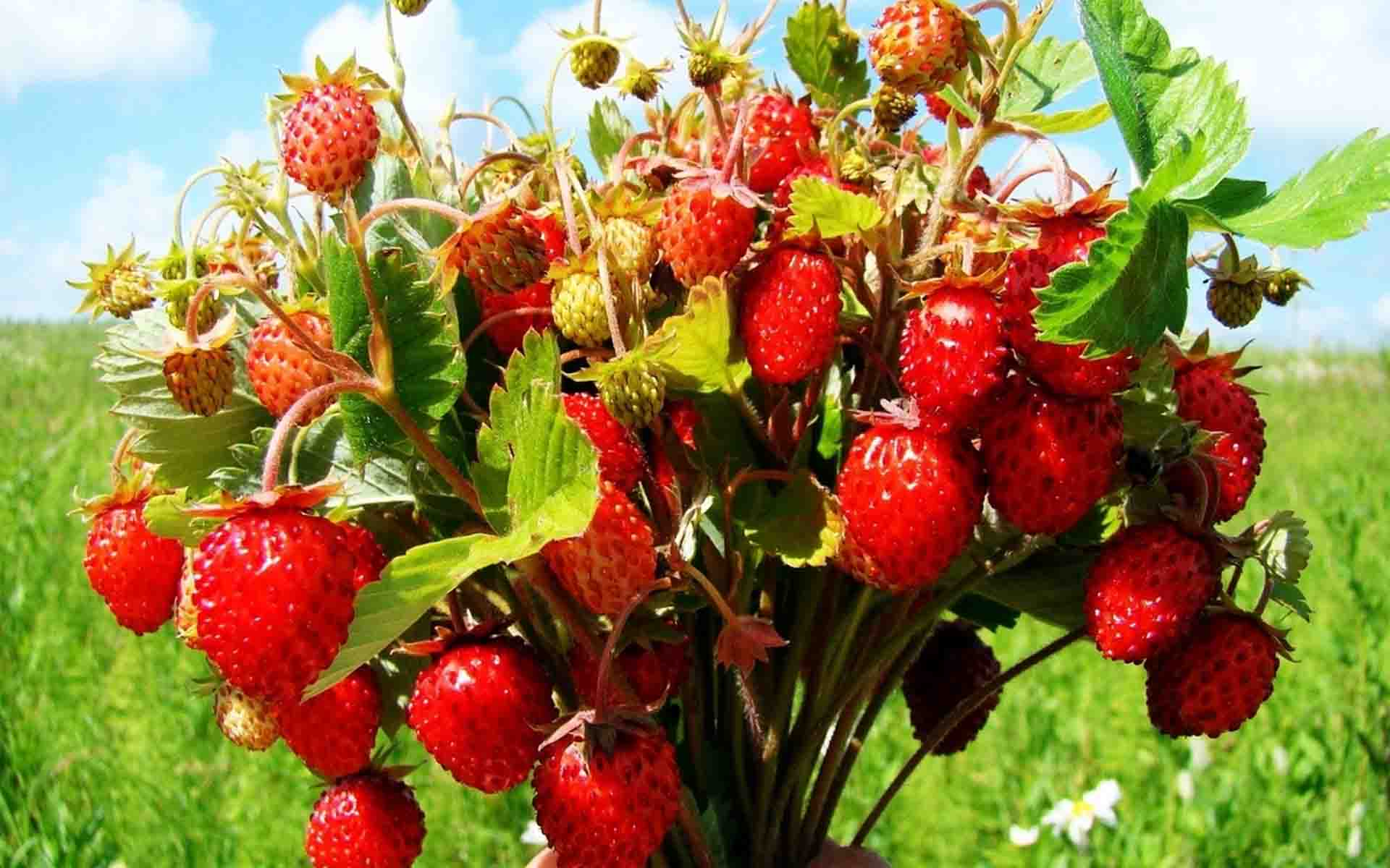 1920x1200 Strawberries nutrition wallpaper HD. Latest Wallpaper HD