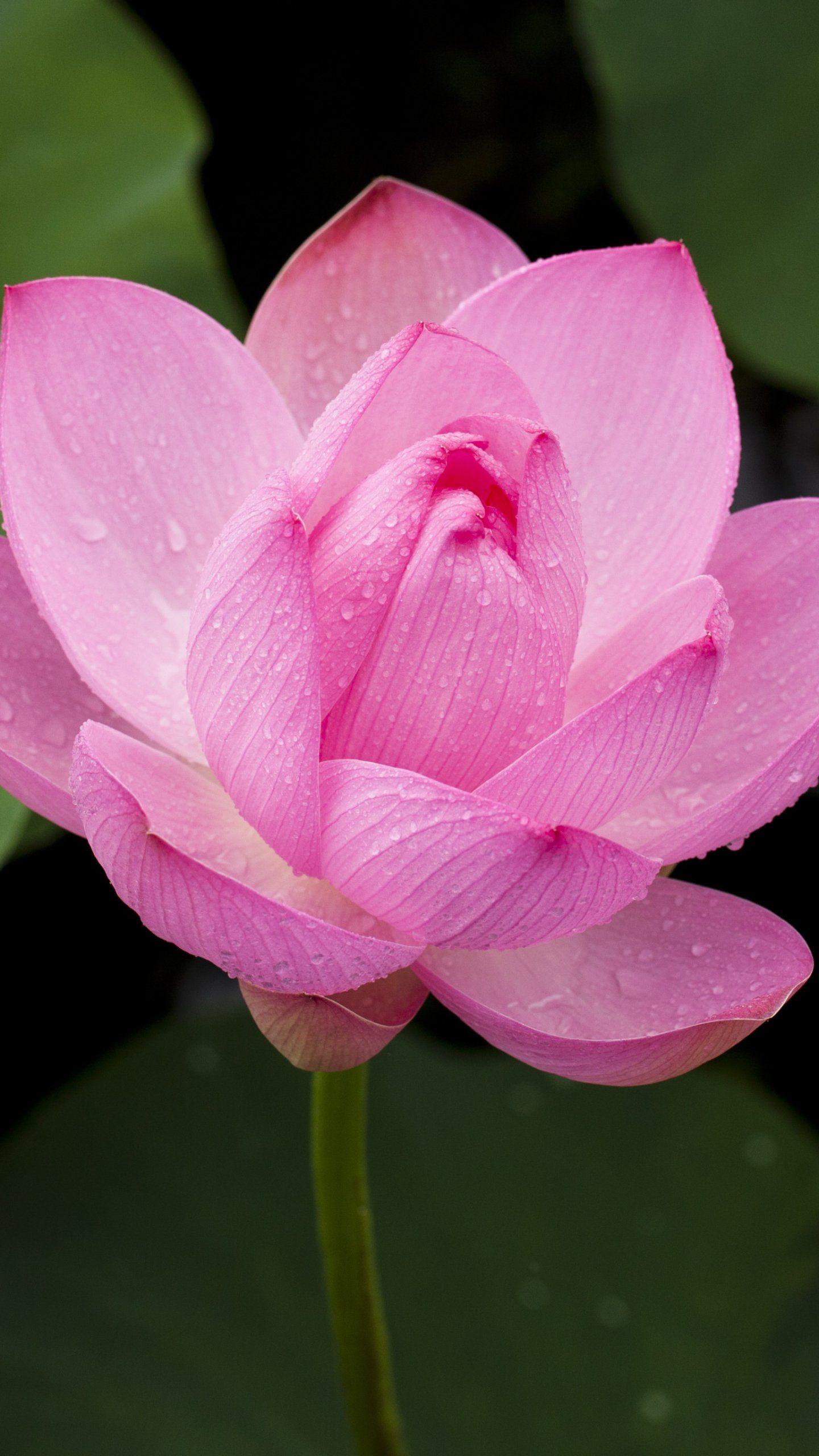 200 Lotus Flower Pictures  Wallpaperscom
