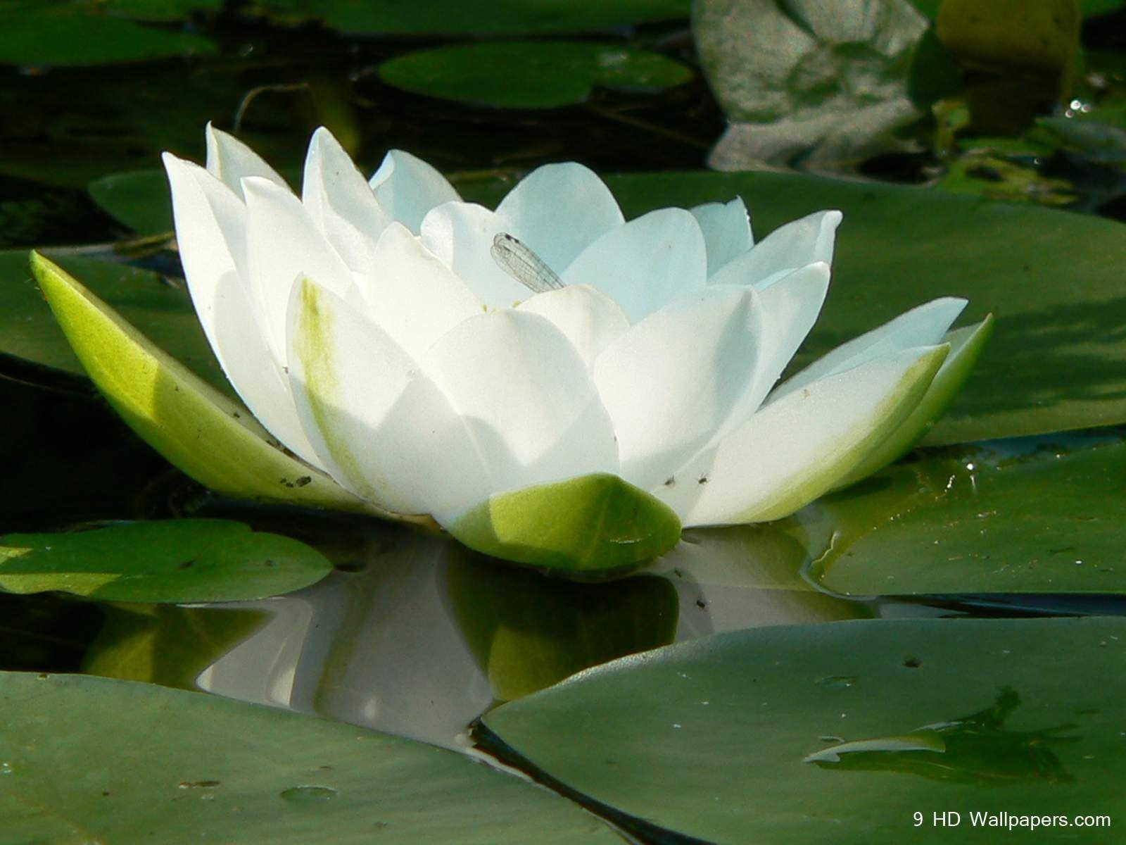 1600x1200 Flowers wallpaper