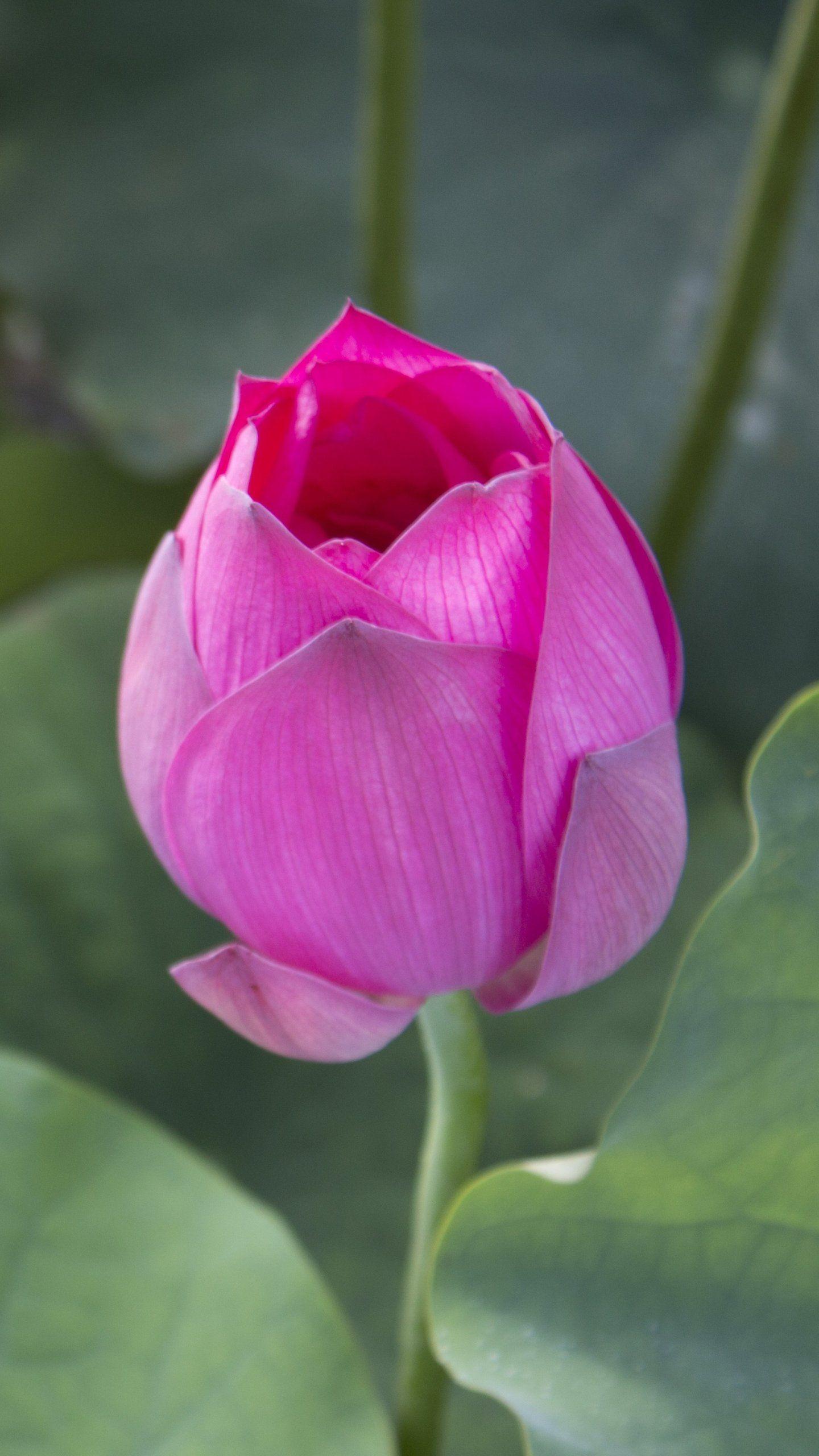1440x2560 Lotus Bud Wallpaper, Android & Desktop Background