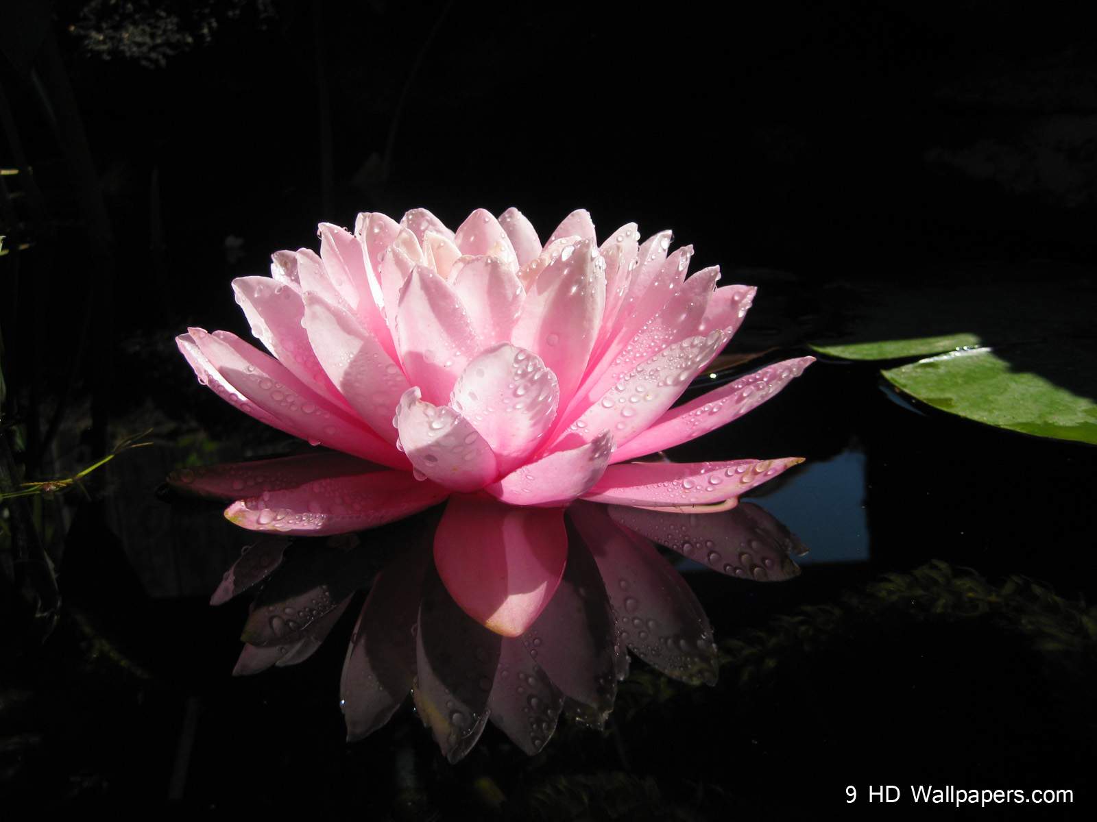 Pink lotus flower in front of green leaves 4K wallpaper download