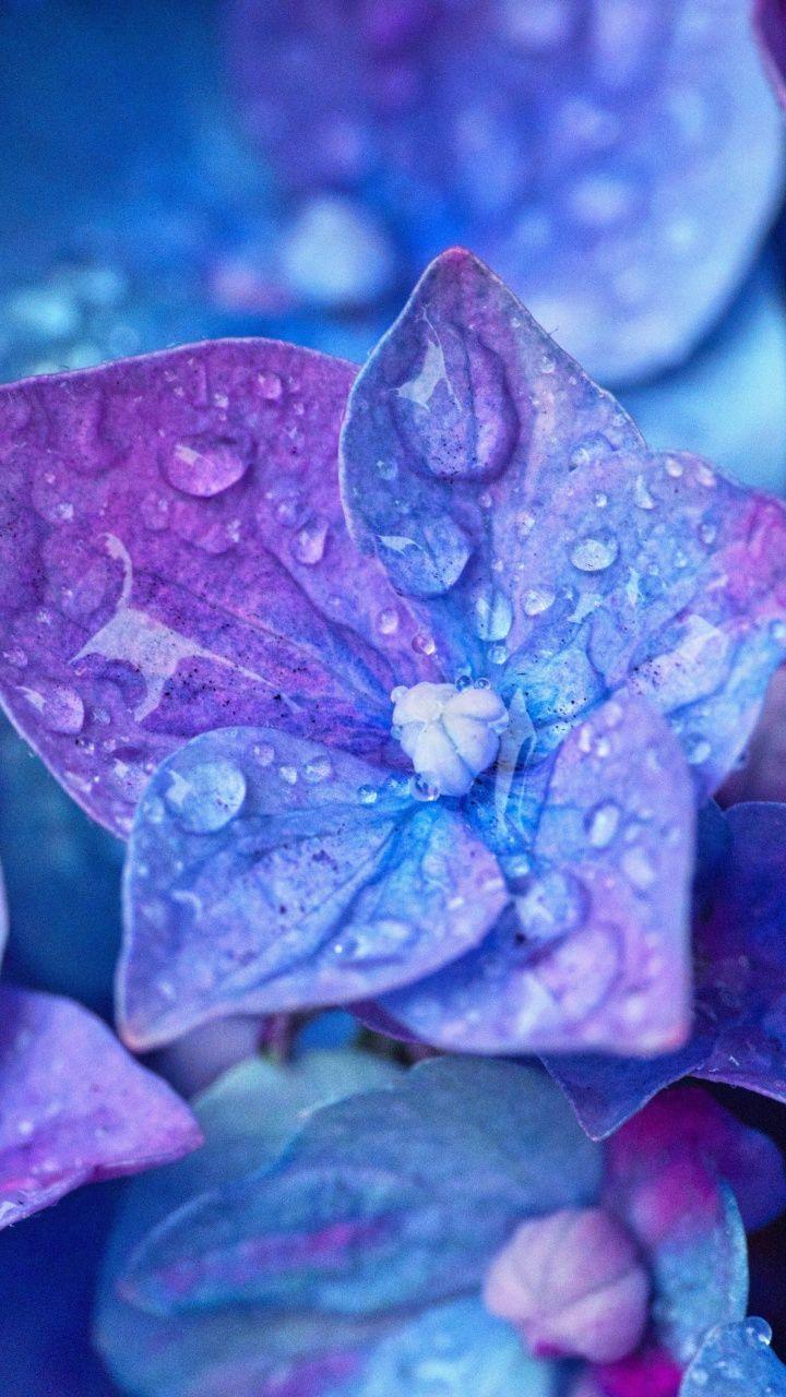 Water Flower Wallpapers - Top Free Water Flower Backgrounds