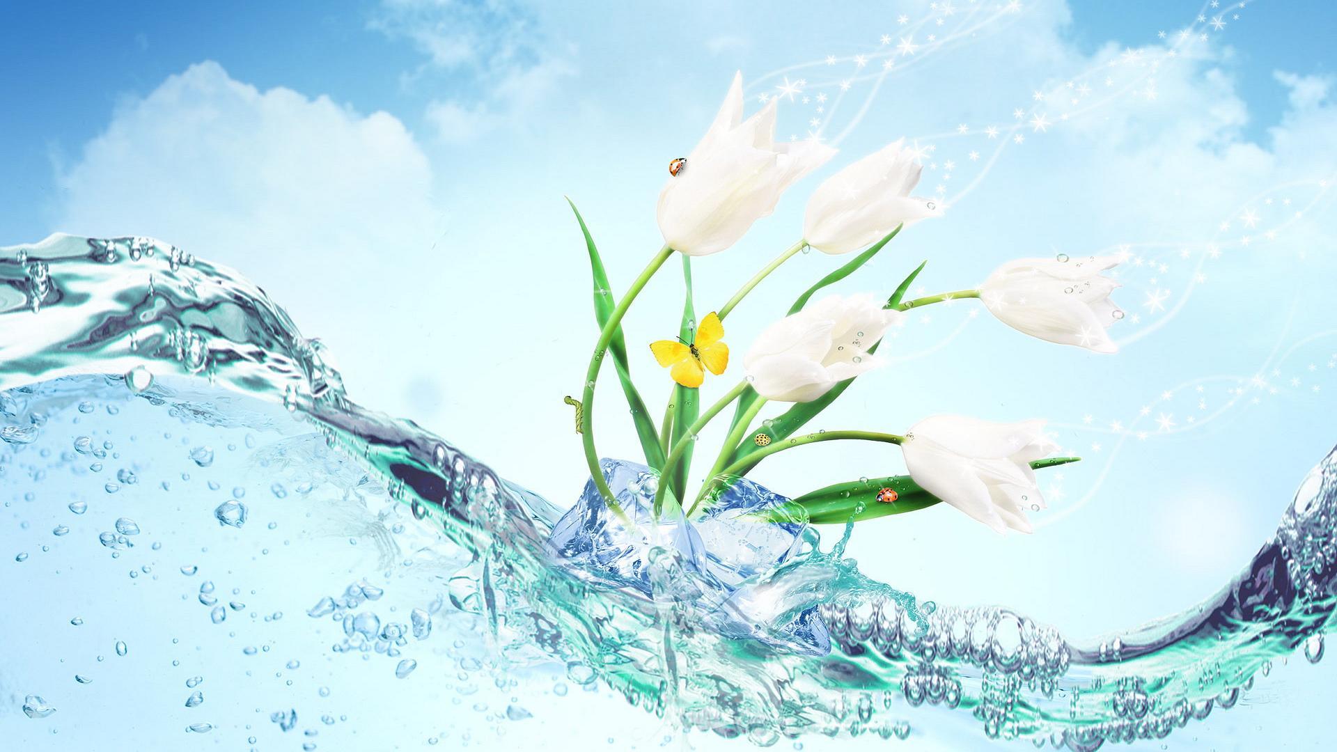 Water Flower Wallpapers Top Free Water Flower Backgrounds