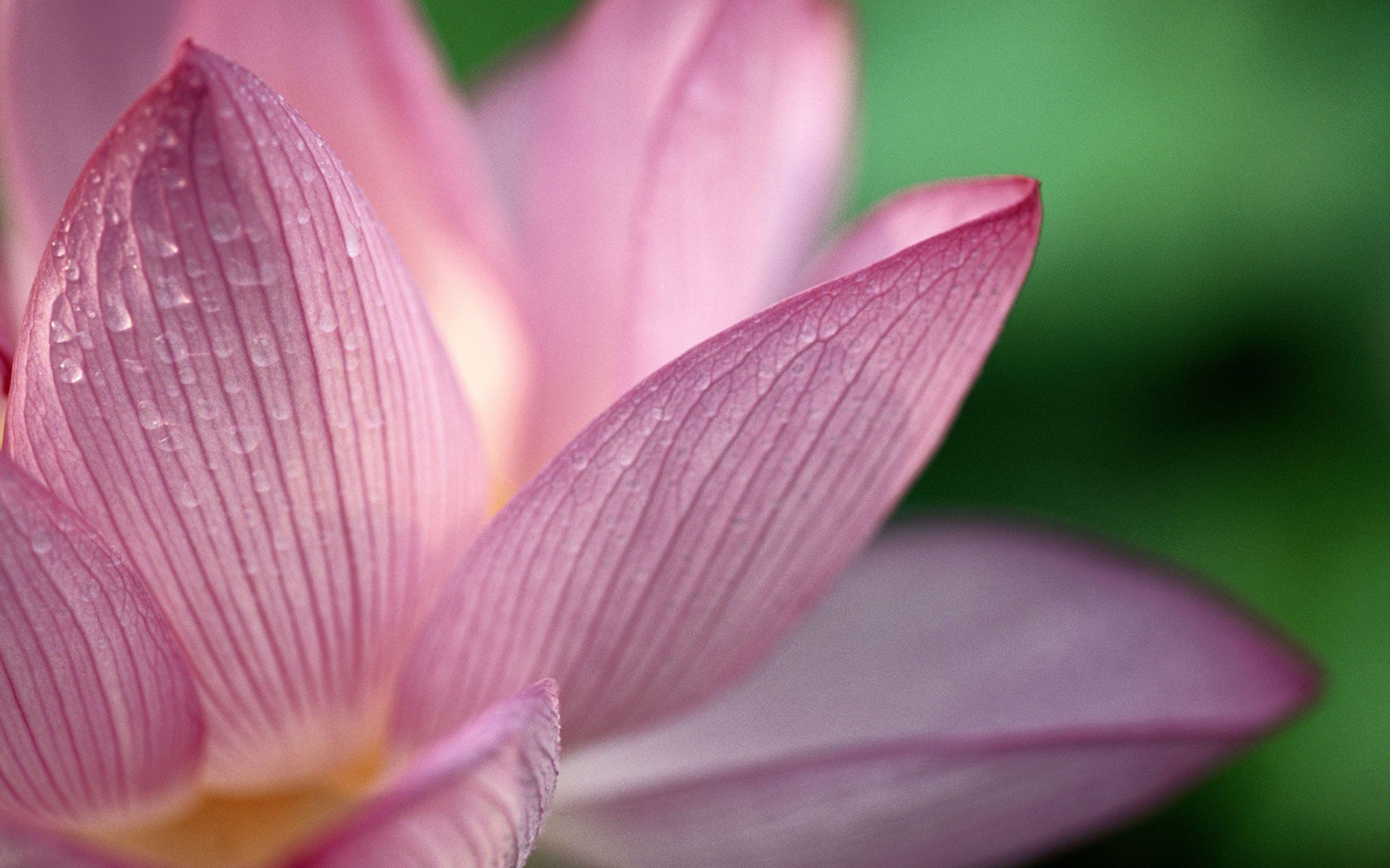 2560x1600 Lotus Flower Wallpaper