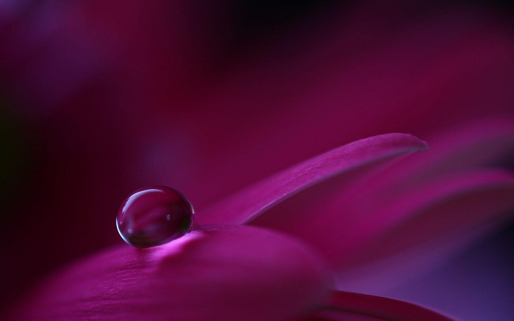 1680x1050 Awesome Water Flower wallpaperx1050