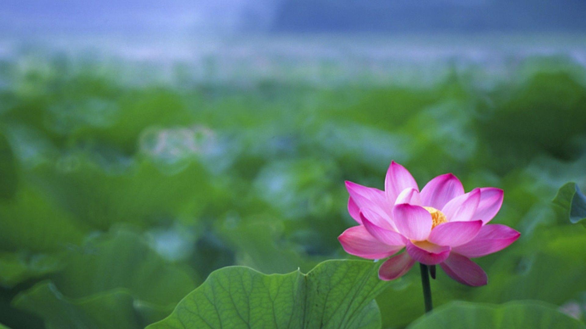 1920x1080 Download Free Lotus Wallpaper
