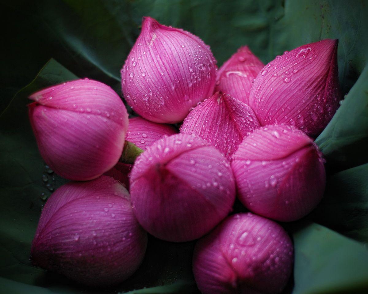 1200x960 Lotus Flower Wallpaper