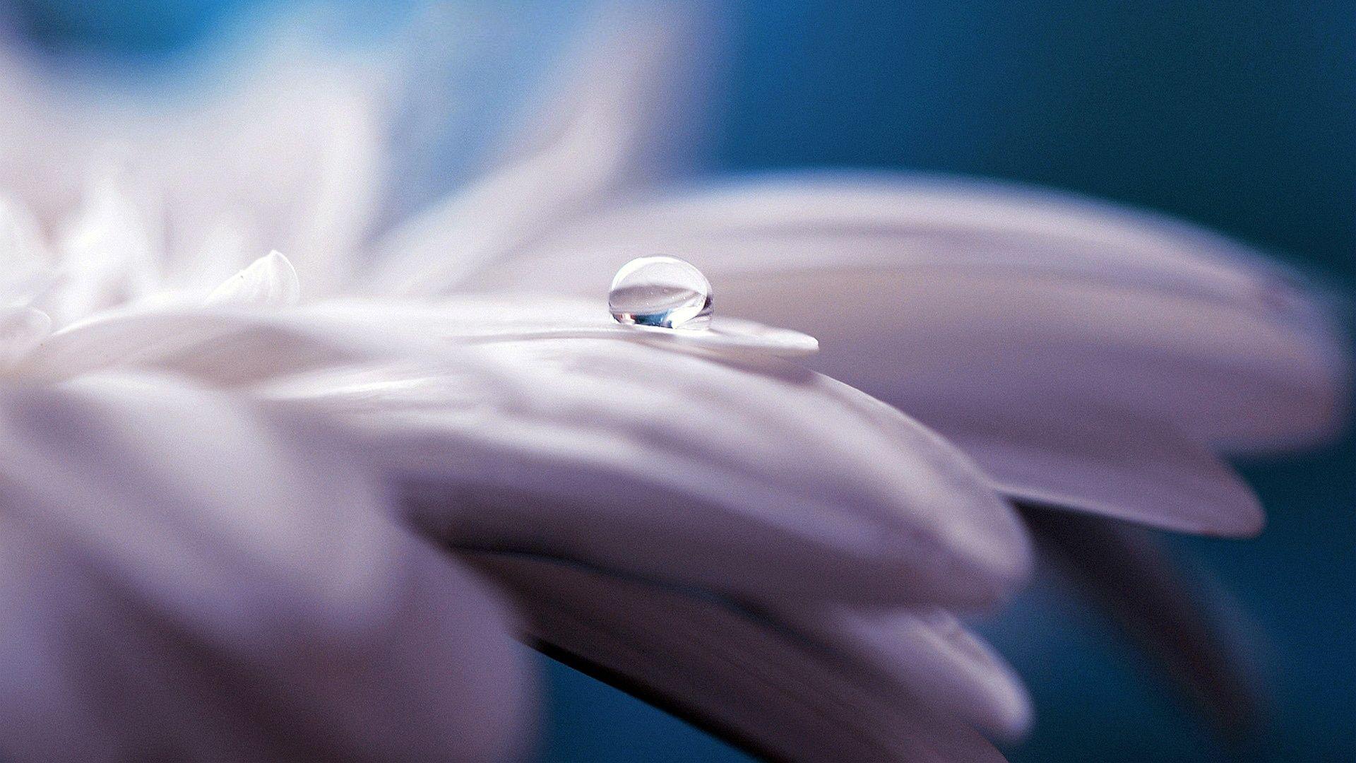 Water Flower Wallpapers Top Free Water Flower Backgrounds