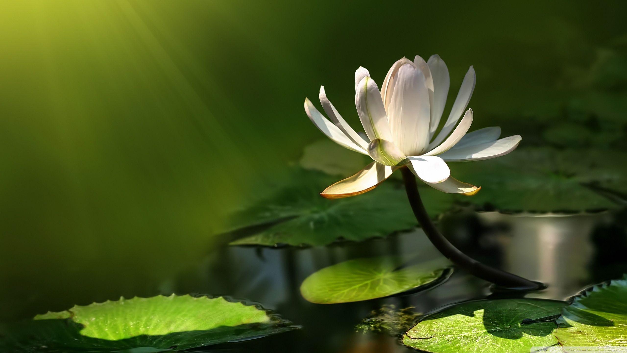 Zen Lotus Flower Wallpapers Top Free Zen Lotus Flower Backgrounds