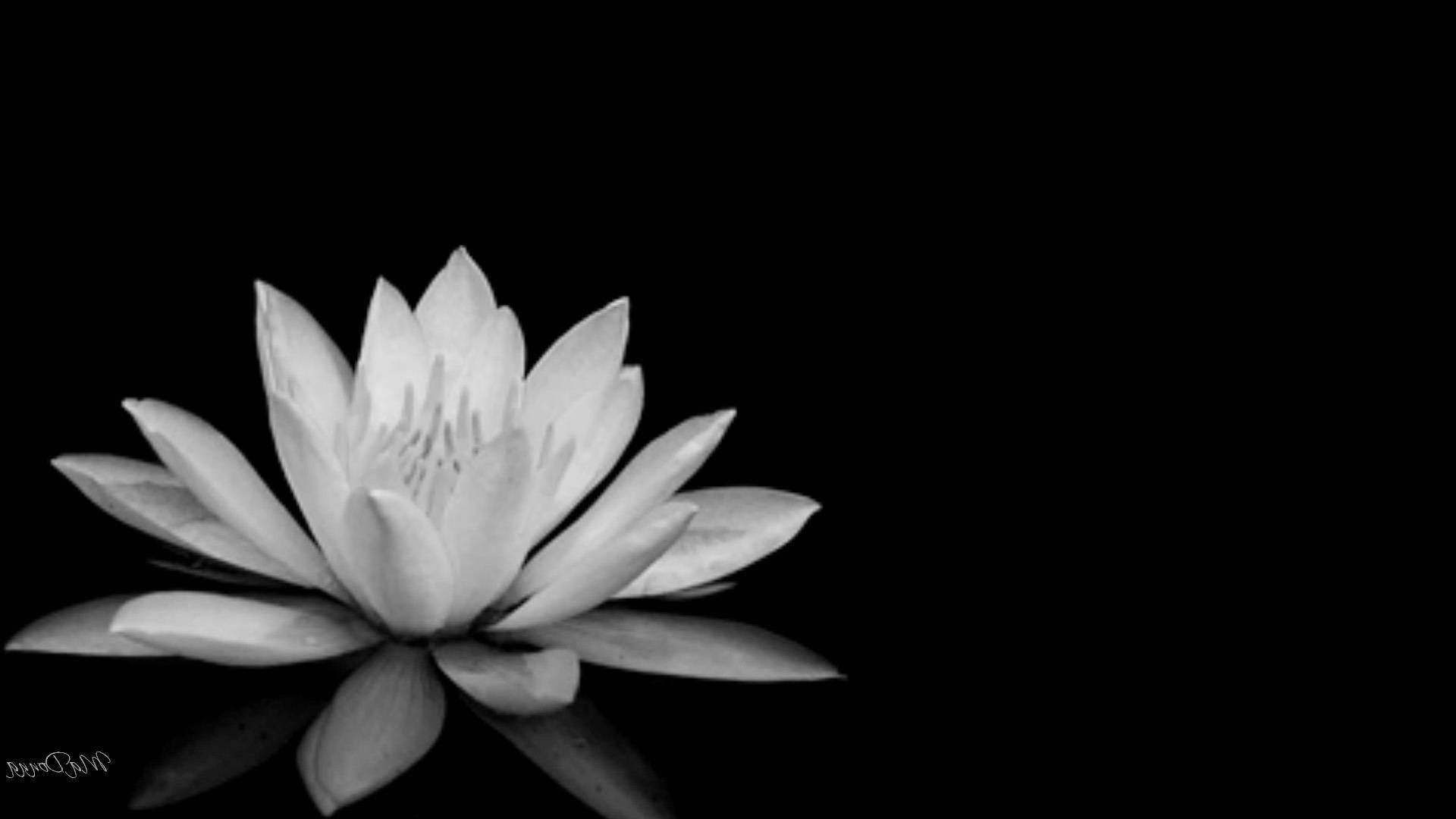 Black and White Lotus Desktop Wallpapers Top Free Black