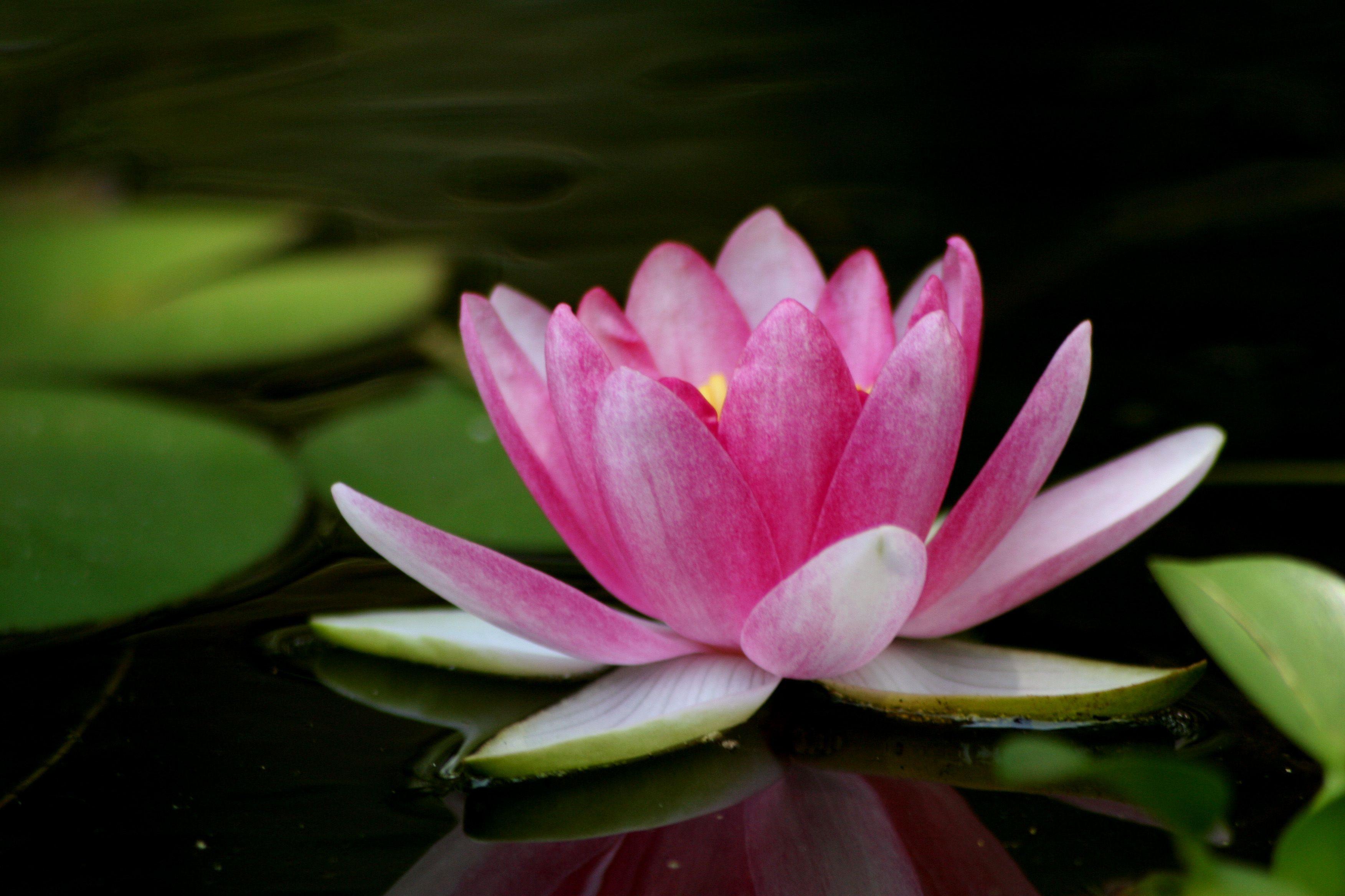 3504x2336 Free Lotus Flower, Download Free Lotus Flower png image, Free ClipArts on Clipart Library